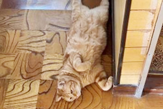 猫の写真