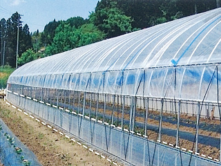 ベジタロン®スソ固定張り